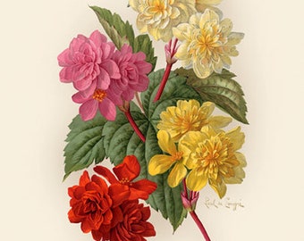 Begonias - Art Print