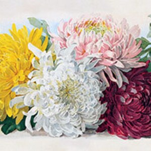 Estudio de Crisantemos por Paul de Longpre Vitnage Art Print (34 x 8)