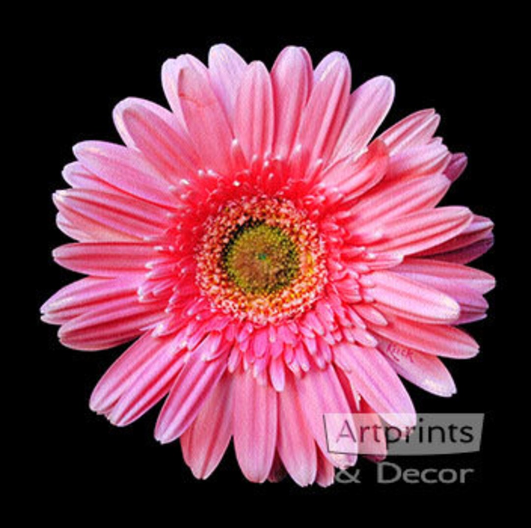 Pink Gerbera Daisy - Art Print - Etsy