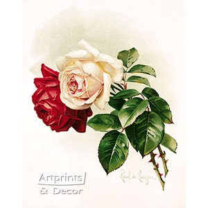 Blanco y rosas carmesí por Paul de Longpre Vintage estampado de arte Floral (11 x 14)