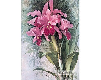 Orchids by Paul de Longpre Vintage Floral Art Print (11 x 17)