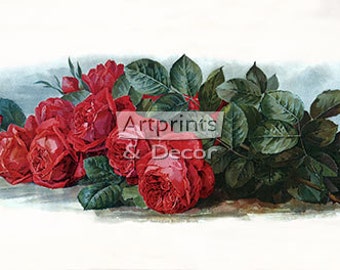 American Beauty Roses by Paul de Longpre Vintage Art Print (24 x 8)