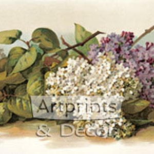 Lilas Blancas y Púrpuras por Paul de Longpre Vintage Floral Art Print (35 x 9.5)