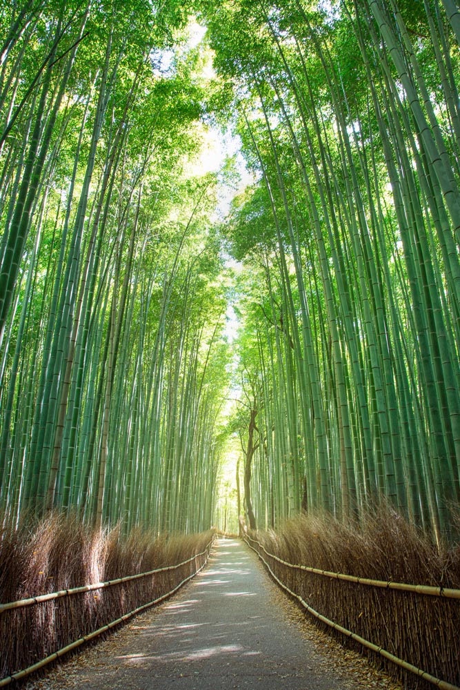日本未入荷-2サイズウォールアートBamboo Forest in Kyoto Japan Bamboo Forest, Kyoto Japan - Etsy