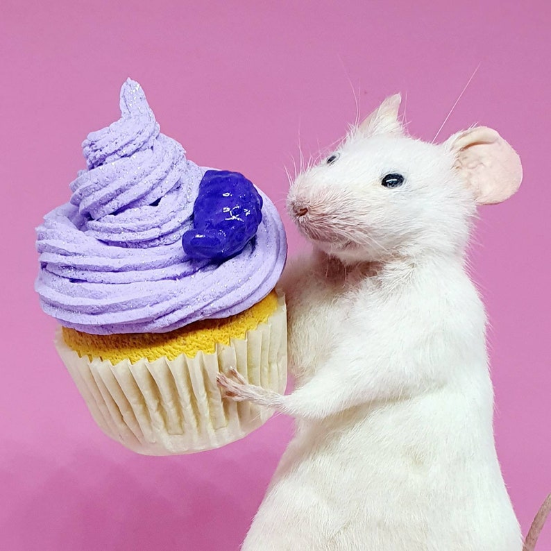 Cake Taxidermy Mouse birthday cake, gift, present, celebrate, celebration, oddities, curio, curiosities, cottagecore image 1