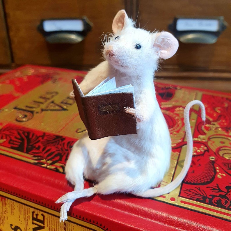 Bookworm Taxidermy Mouse with book, reading, study, studying, library, oddities, curio, curiosities image 3