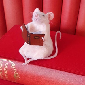 Bookworm Taxidermy Mouse with book, reading, study, studying, library, oddities, curio, curiosities image 1