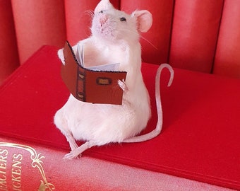 Bookworm Taxidermy Mouse ~ with book, reading, study, studying, library, oddities, curio, curiosities
