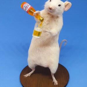 BEER Taxidermy Mouse gift, pint, birthday present, lager, brew, Craft beer, oddities, curio, curiosities, goth, gothic image 4
