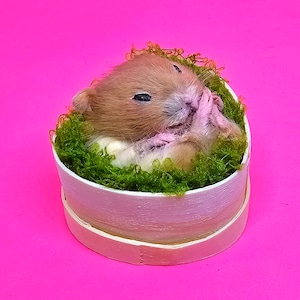 Hamster Sleeping taxidermy curio and oddities, cosplay, kawaii, cute image 1