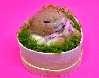 Hamster Sleeping taxidermy ~ curio and oddities, cosplay, kawaii, cute