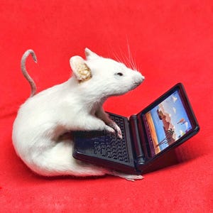 May include: A white mouse sits on a red surface and uses a black laptop with a tropical scene on the screen.