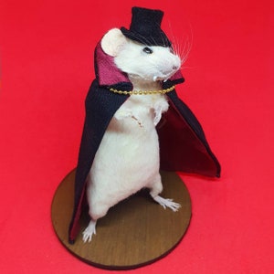 Dracula Vampire Taxidermy mouse Vampire, halloween, trick or treat, spooky, hammer horror, oddities curio curiosities image 2