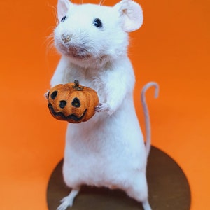 Pumpkin Taxidermy Mouse Halloween, jack o lantern, trick or treat, oddities, curio, curiosities, goth, gothic, spooky image 6