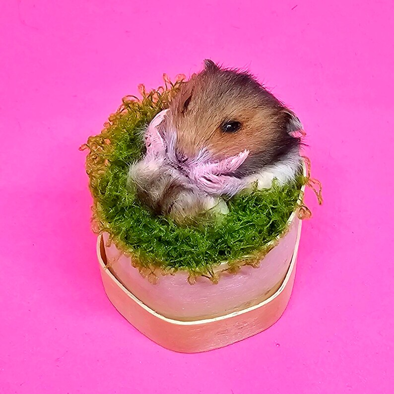 Hamster tired Taxidermy, curio and oddities, cosplay, kawaii, cute image 2