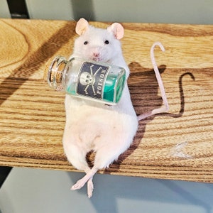 Poison Taxidermy Mouse with Large Bottle arsenic, curio, curiosities, oddities, goth, gothic, potion image 2