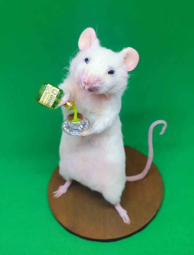 POISON Taxidermy Mouse arsenic, teacup, curio, curiosities, oddities, goth, gothic, potion image 2
