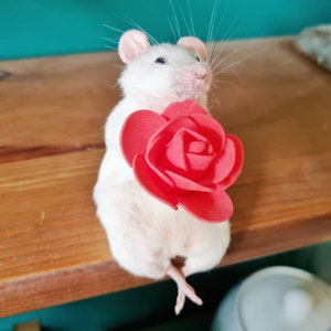 Romantic Taxidermy Mouse with rose plant, gift present, valentine, flowers, indoor, plant, garden, gardener, oddities, curio, curiosities image 3