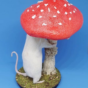 Mushroom Taxidermy Mouse in rain cottagecore, fungus, faeries, fairies, woodland, creatures, oddities, curio, curiosities image 6