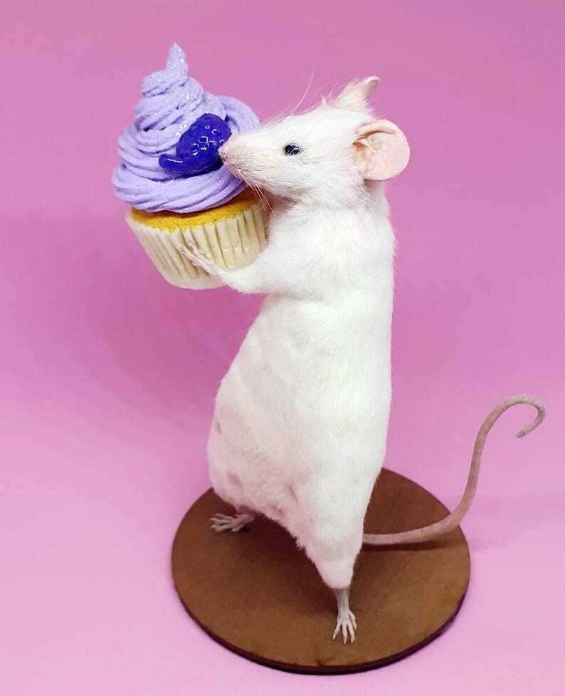 Cake Taxidermy Mouse birthday cake, gift, present, celebrate, celebration, oddities, curio, curiosities, cottagecore image 4