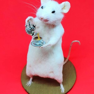 TEA Taxidermy Mouse cottagecore, teapot, cup of tea, British, brew, teabag, oddities, curio, curiosities, goth, gothic, image 5