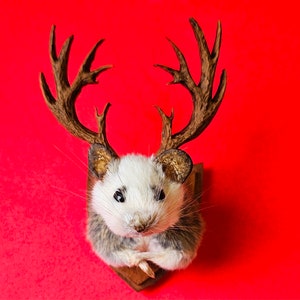 Mouse head mount taxidermy with antlers jackalope style, dollshouse oddities, curio image 2