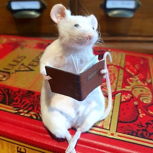 Bookworm Taxidermy Mouse with book, reading, study, studying, library, oddities, curio, curiosities image 4