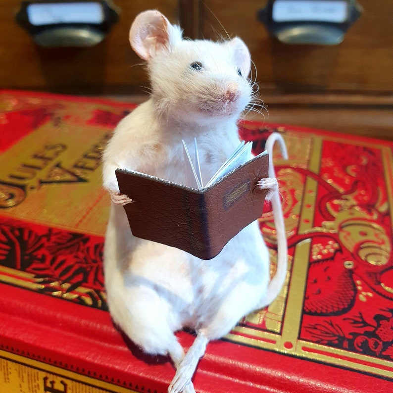 Bookworm Taxidermy Mouse with book, reading, study, studying, library, oddities, curio, curiosities image 4