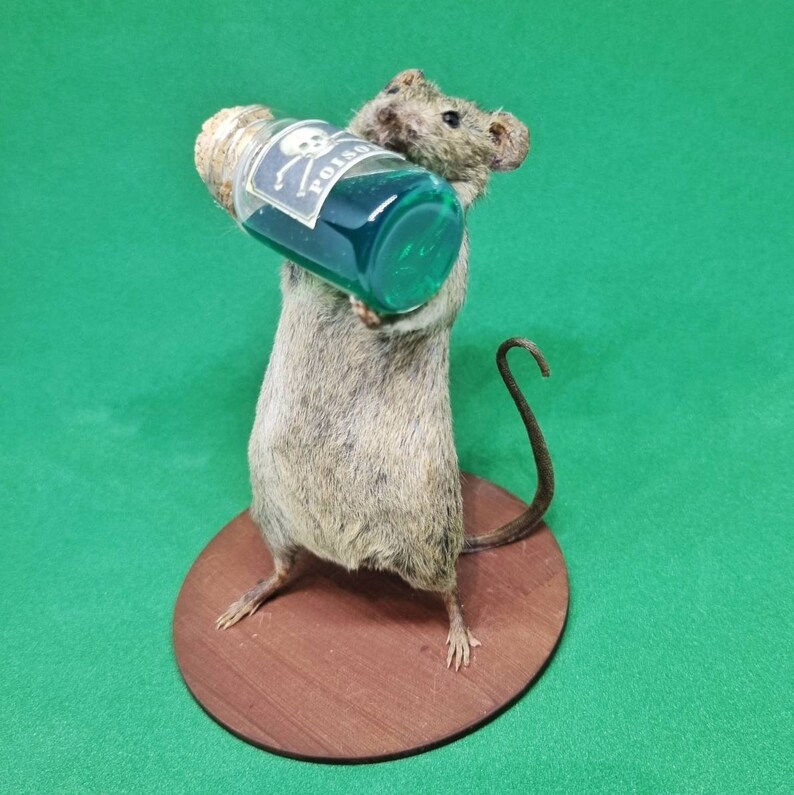 Poison Taxidermy Mouse arsenic, curio, curiosities, oddities, goth, gothic, potion image 3