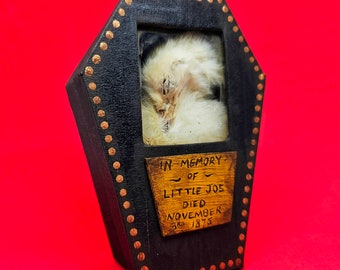 Chick in Coffin, inspired by a Coal Miners Canary. Oddities, curio, taxidermy