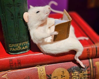 Lesende Präparate Maus ~ mit Buch, Bücherwurm, Lektüre, Studium, Studieren, Bibliothek, Kuriositäten, Kuriosität,