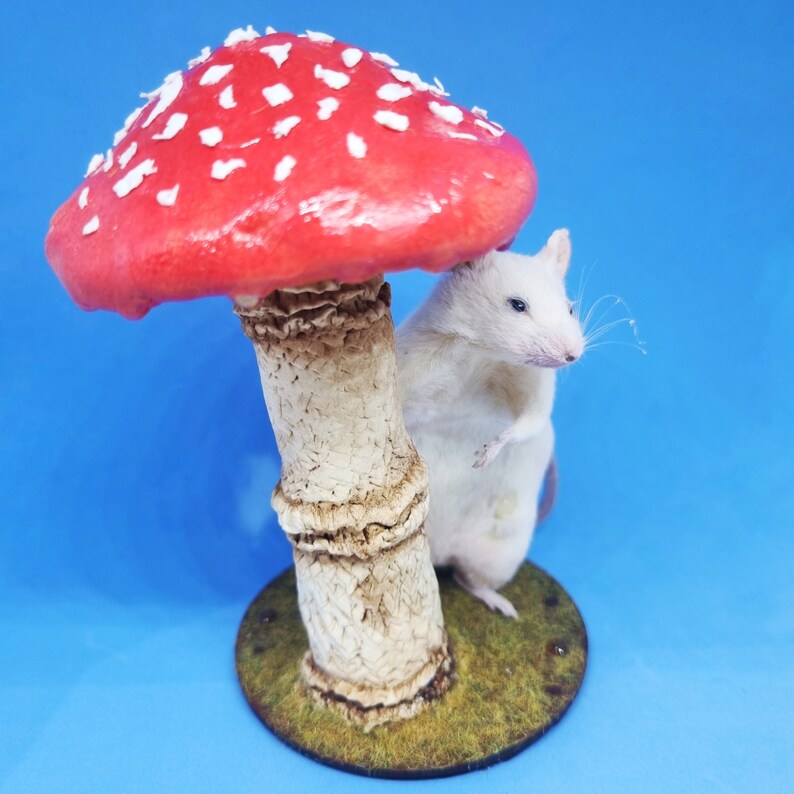 Mushroom Taxidermy Mouse in rain cottagecore, fungus, faeries, fairies, woodland, creatures, oddities, curio, curiosities 画像 3