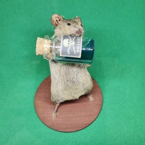 Poison Taxidermy Mouse arsenic, curio, curiosities, oddities, goth, gothic, potion image 2