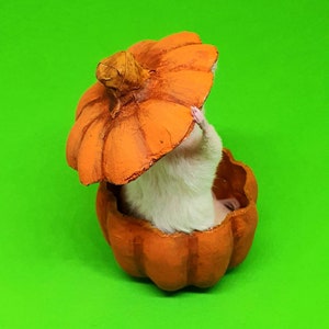 Pumpkin Taxidermy Mouse jack o lantern, Halloween, spooky, trick or treat, oddities, curio, curiosities, goth, gothic image 3