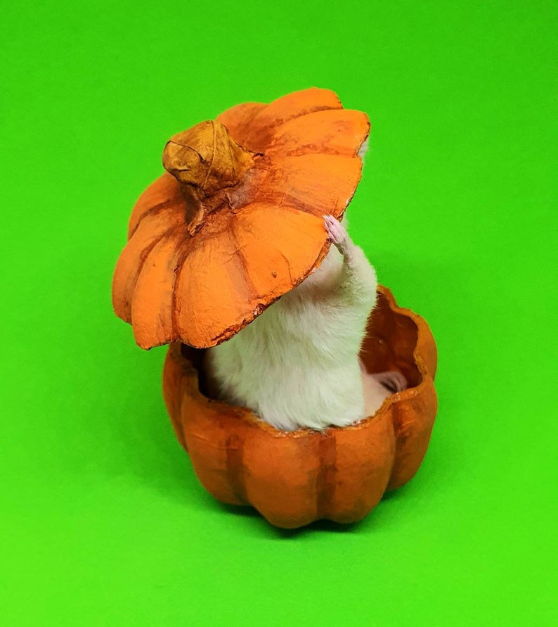 Pumpkin Taxidermy Mouse jack o lantern, Halloween, spooky, trick or treat, oddities, curio, curiosities, goth, gothic image 3