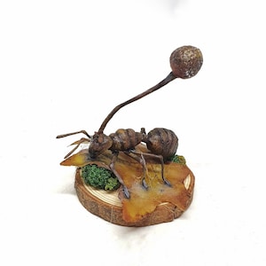 Cordyceps ant fungus parasite Last Of Us inspired -  oddities curio curiosities mushroom horror Ophiocordyceps