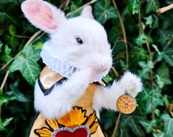 Alice in Wonderland White Rabbit ~ Taxidermy Bunny, curio and oddities.