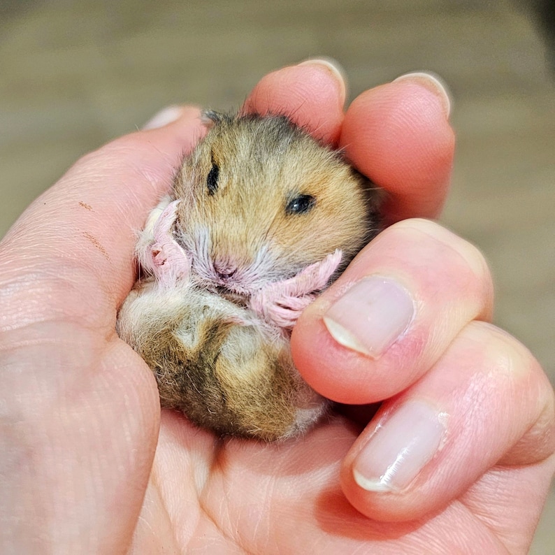 Hamster tired Taxidermy, curio and oddities, cosplay, kawaii, cute image 3