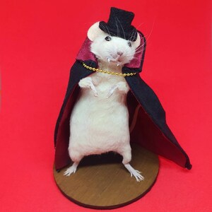 Dracula Vampire Taxidermy mouse Vampire, halloween, trick or treat, spooky, hammer horror, oddities curio curiosities image 6