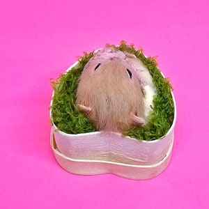 Hamster Sleeping taxidermy curio and oddities, cosplay, kawaii, cute image 6