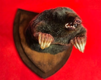 Taxidermy mole magnet, mounted on shield ~ oddities curio curiosities