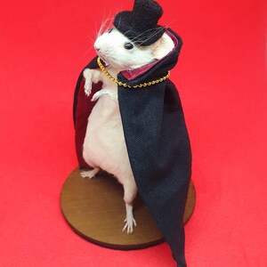 Dracula Vampire Taxidermy mouse Vampire, halloween, trick or treat, spooky, hammer horror, oddities curio curiosities image 5