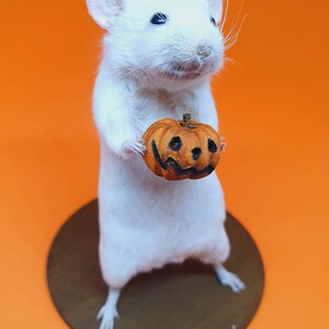 Pumpkin Taxidermy Mouse Halloween, jack o lantern, trick or treat, oddities, curio, curiosities, goth, gothic, spooky image 4
