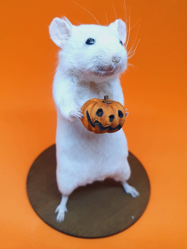 Pumpkin Taxidermy Mouse Halloween, jack o lantern, trick or treat, oddities, curio, curiosities, goth, gothic, spooky image 4