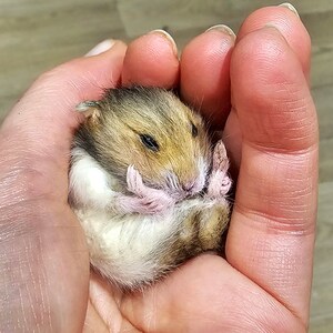 Hamster tired Taxidermy, curio and oddities, cosplay, kawaii, cute image 6