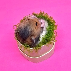 Hamster tired Taxidermy, curio and oddities, cosplay, kawaii, cute image 7