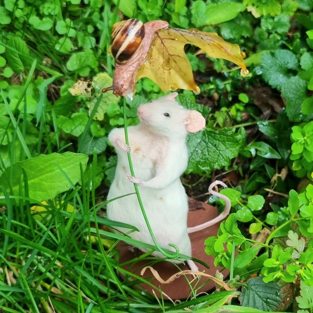 Mouse Riding Snail Snail & Mouse Taxidermy, Cottagecore Woodland Oddity - Etsy