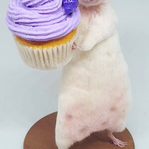 Cake Taxidermy Mouse birthday cake, gift, present, celebrate, celebration, oddities, curio, curiosities, cottagecore image 6