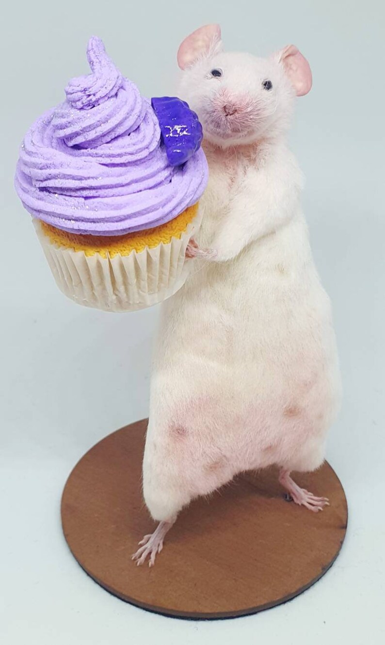 Cake Taxidermy Mouse birthday cake, gift, present, celebrate, celebration, oddities, curio, curiosities, cottagecore image 6