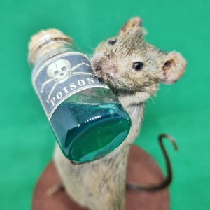 Poison Taxidermy Mouse arsenic, curio, curiosities, oddities, goth, gothic, potion image 1